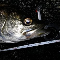 『バグる』でシーバス２匹！